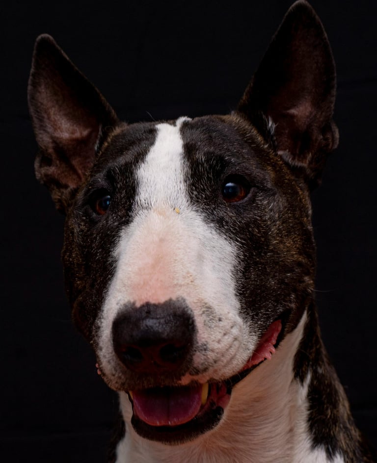 Animal Therapy for Anxiety - Clinicaldepression.online