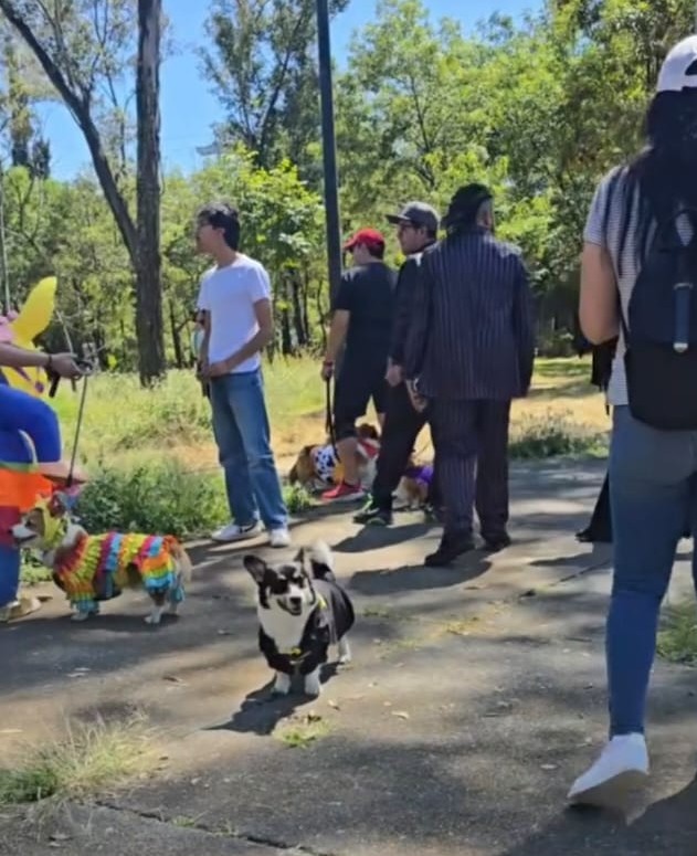 Perros Corgi con disfraces coloridos en un desfile de mascotas al aire libre en un parque soleado.