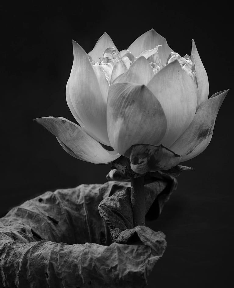 Holistic health coaching, menopause coaching, healthy ageing coaching