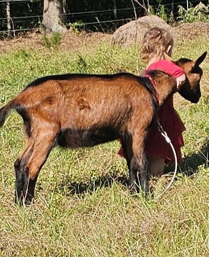 Young Oberhasli goat buck being sweet with young child