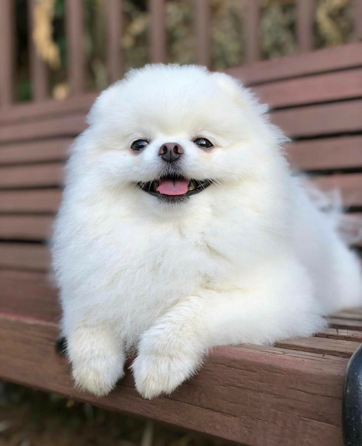venta cachorro pomerania