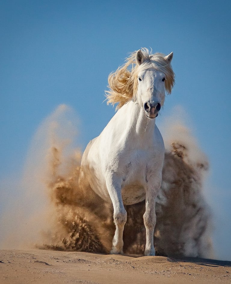 A wild white Camargue horse galloping through sand dunes, kicking up dust against a blue sky.