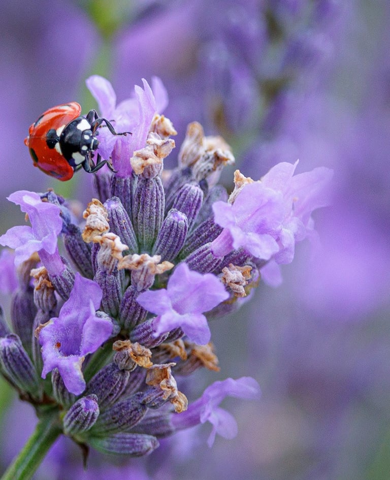 A red ladybug with black spots crawls on a blooming purple lavender flower in a garden.