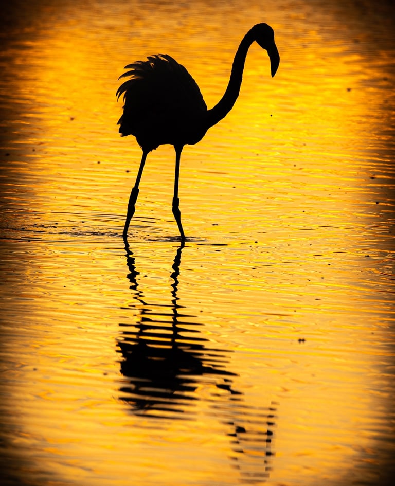 Silhouette of a flamingo wading in water during a golden sunset with a clear reflection.