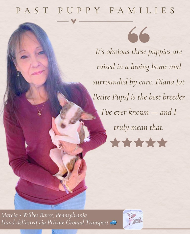 Petite Pups Reviews - Luxury Chihuahua Puppies - PetitePups.com