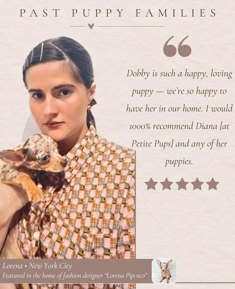Petite Pups Reviews - Luxury Chihuahua Puppies - PetitePups.com