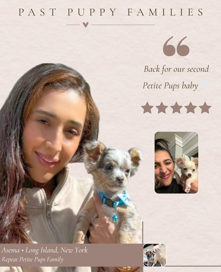 Petite Pups Reviews - Luxury Chihuahua Puppies - PetitePups.com