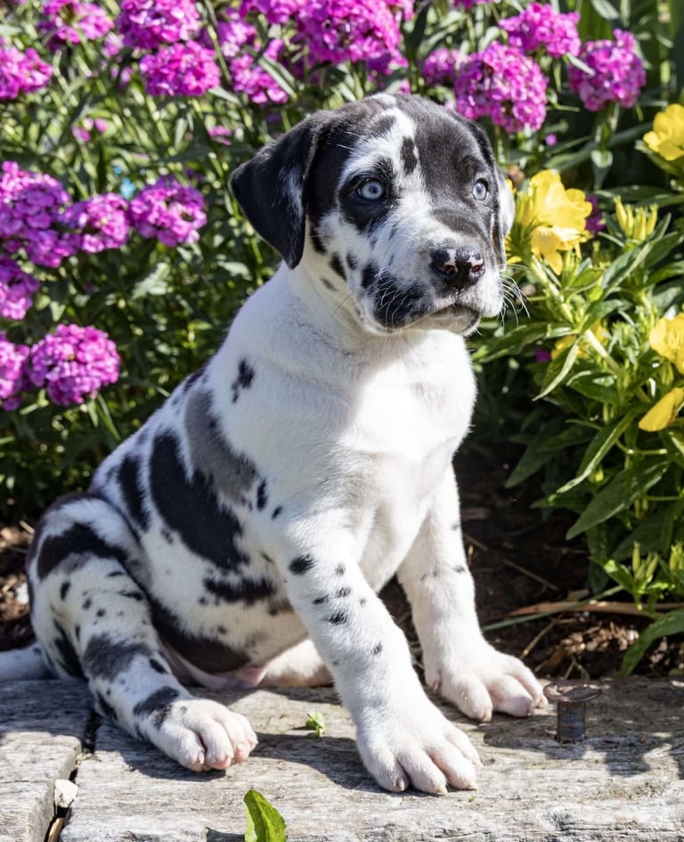Great Dane Puppies for Sale