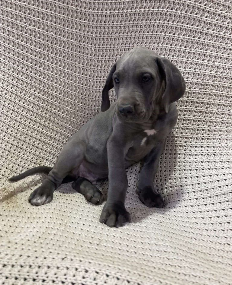 Great Dane Puppies for Sale