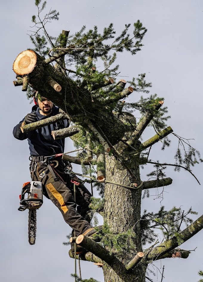 arboriste élagueur en train de couper un arbre en le démontant 