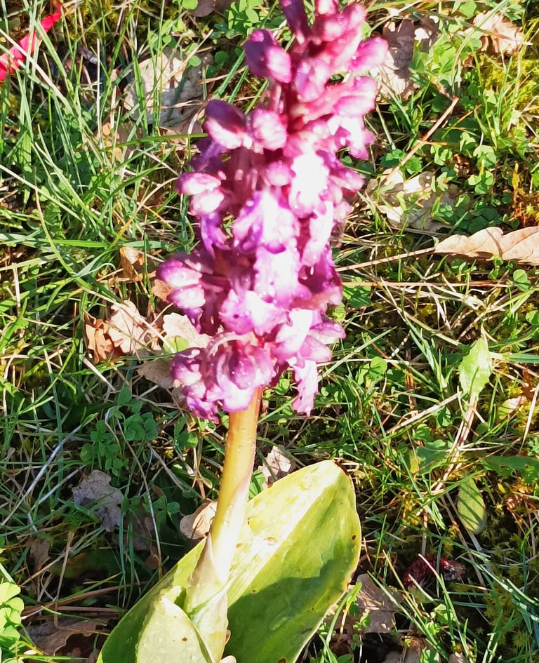 Look carefully for the precious raindrop in this wild orchid.