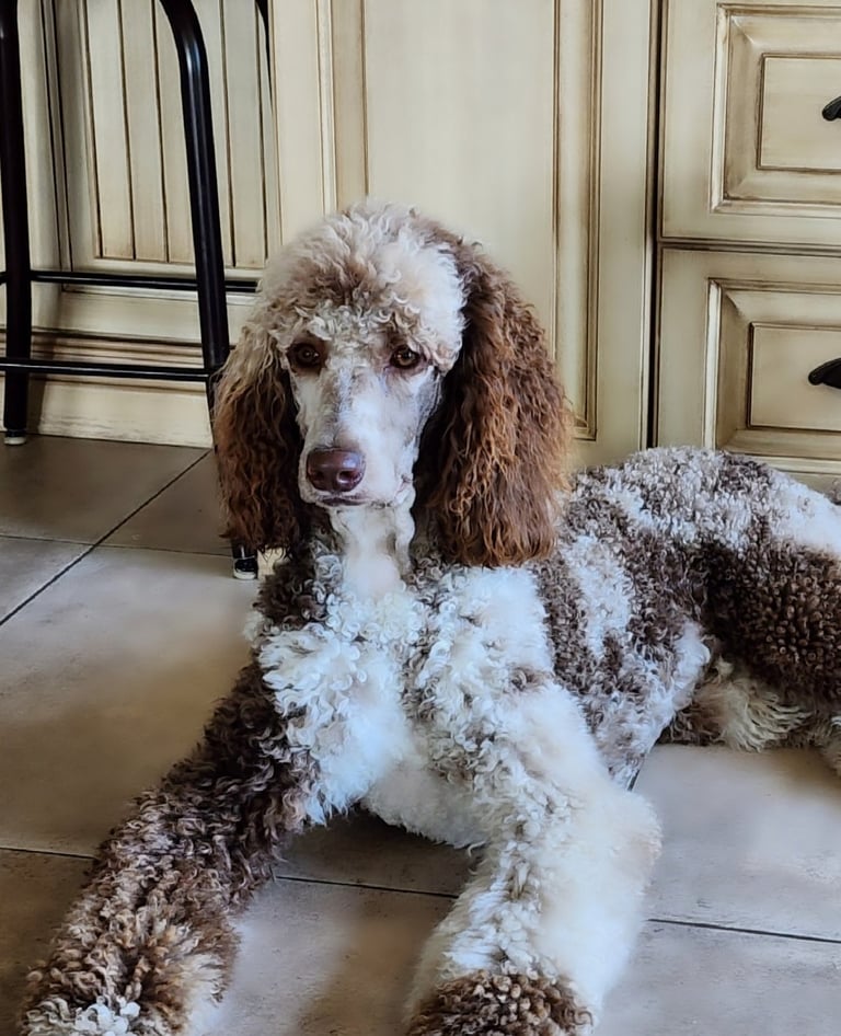 caniche royal deux couleur brun et blanc