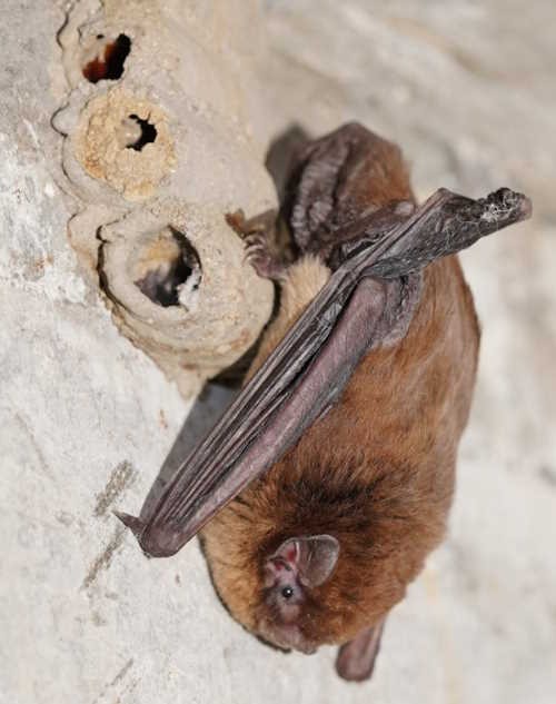 Chocolate Wattle Bat