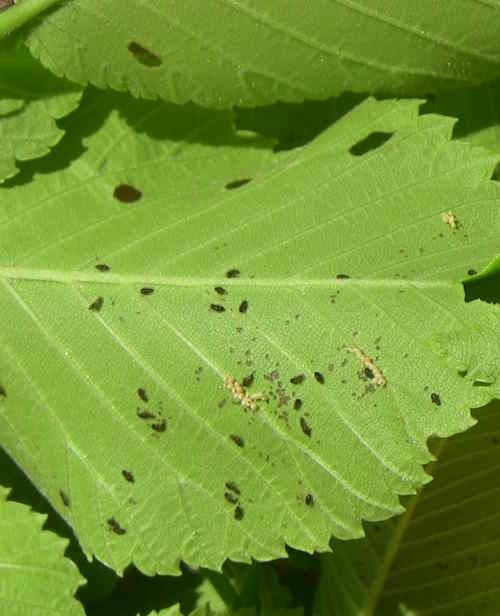 beetle instar