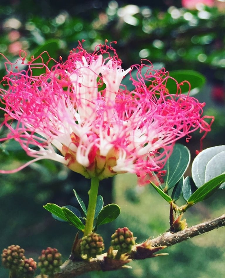 A vibrant pink and white Bobinsana flower, shaped like a flower, blooms at the ceremony.