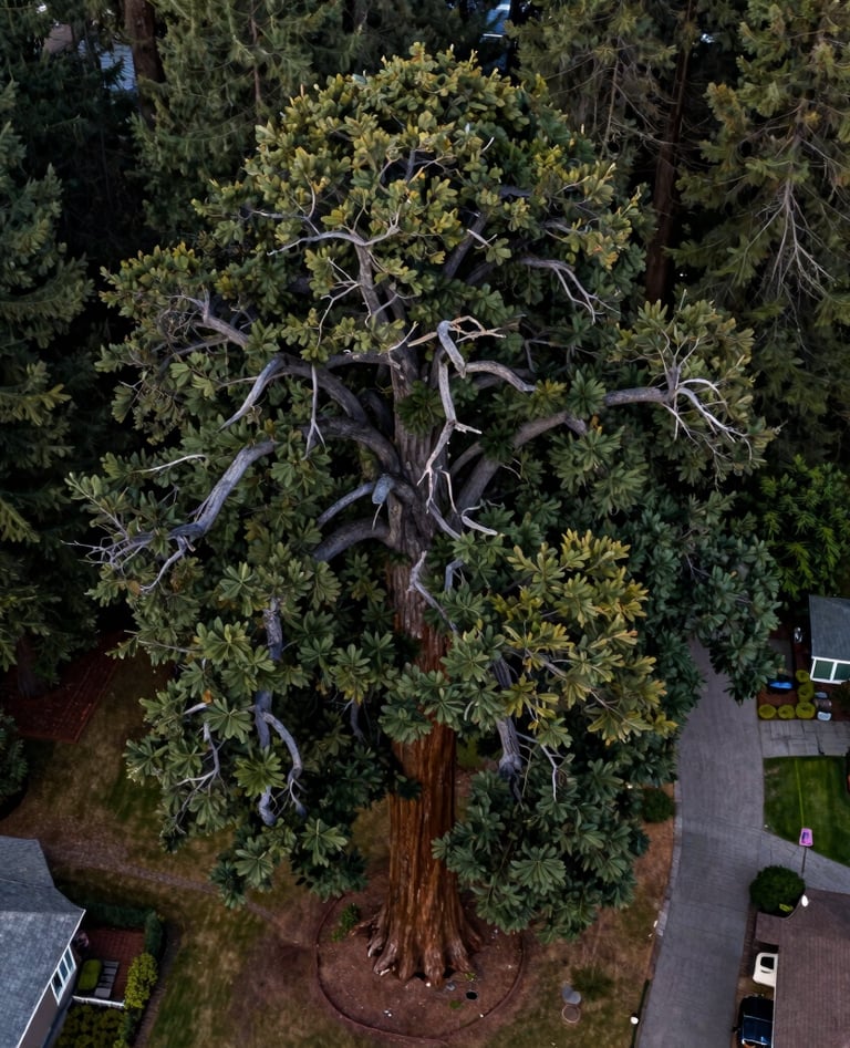 A stunning aerial view looking straight down at a massive giant sequoia tree standing in the middle of a North American Pacific Northwest residential yard, its branches spreading out in a geometric circle, deep forest green and dark slate gray colors.