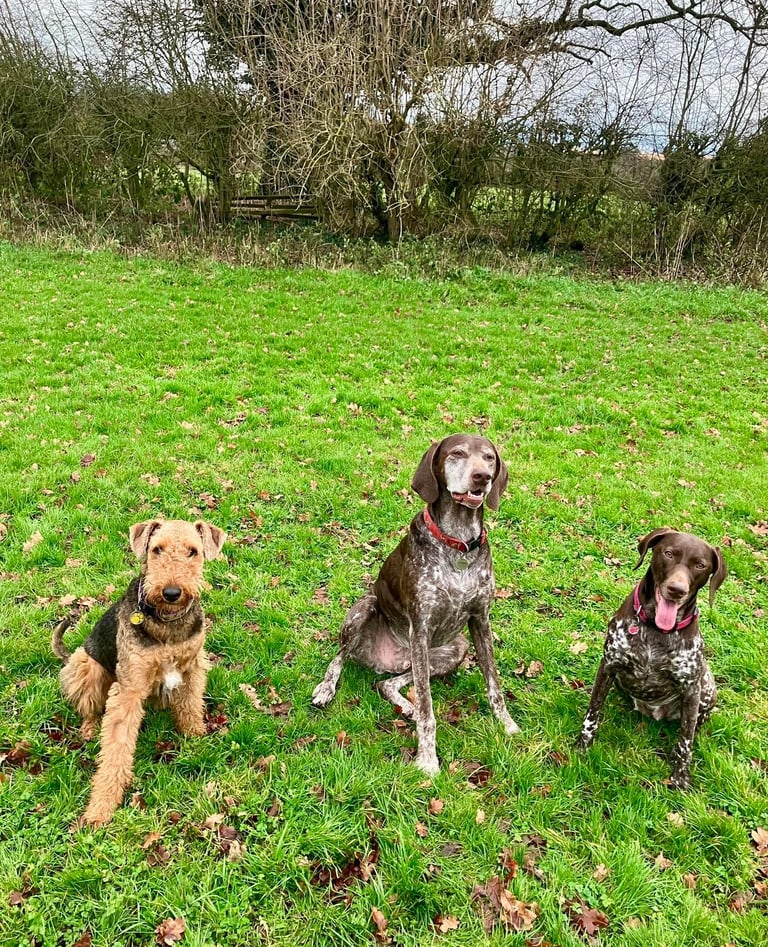 Three dogs in a field