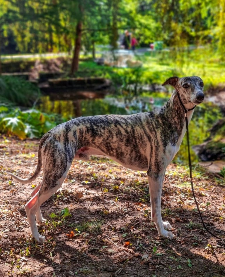 Lévrier whippet en exosition canine