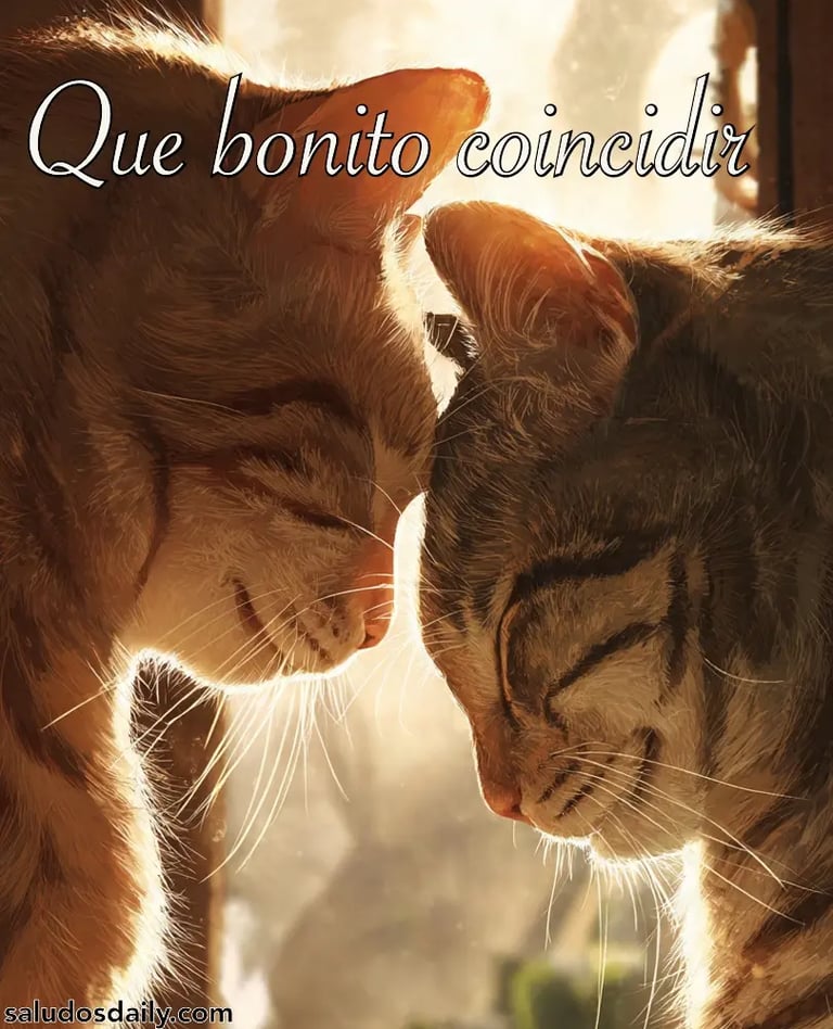 Dos gatos tocándose suavemente la frente cerca de una ventana iluminada por luz dorada de atardecer