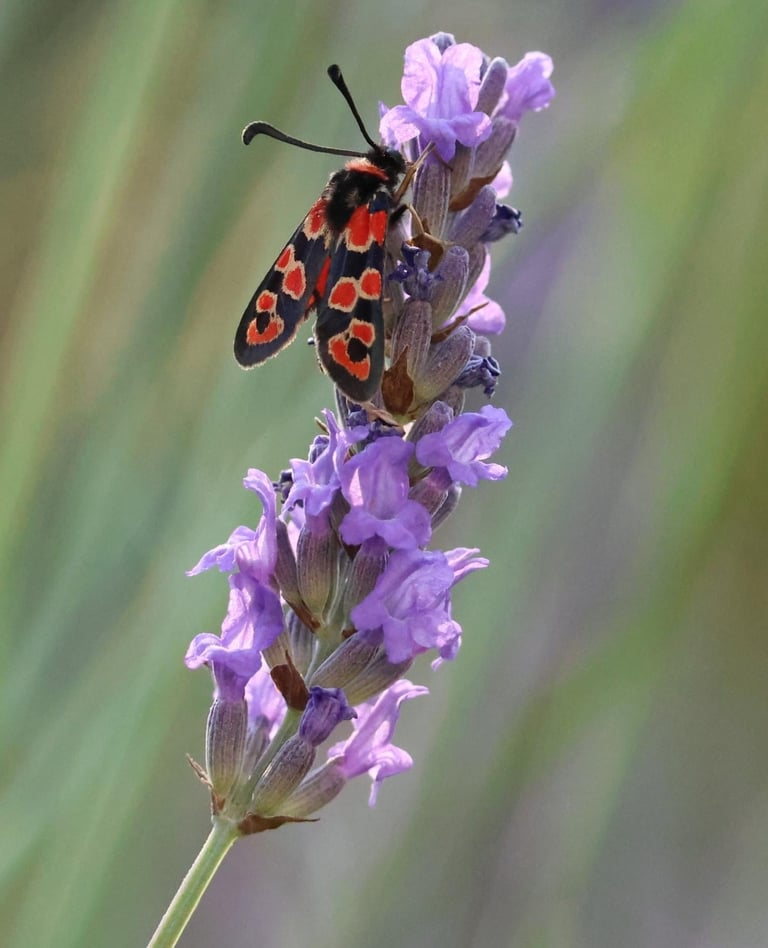 The burnet moth