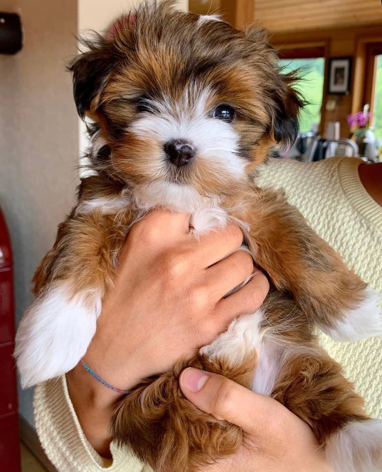 Cute Havanese Puppy