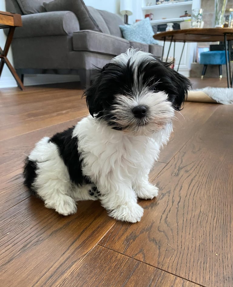 Black and white Havanese Puppy