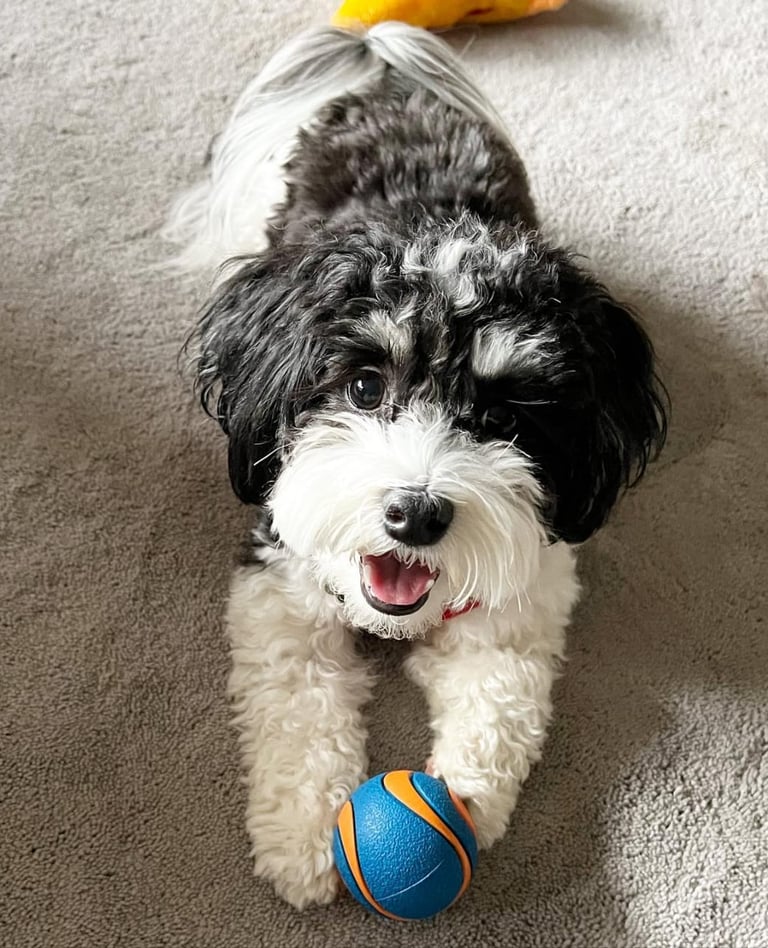 Bentley Havanese lying on the floor
