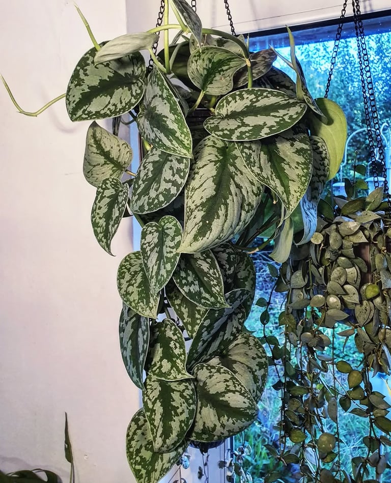 Mature Scindapsus pictus Exotica that hasn't been pruned in over a year