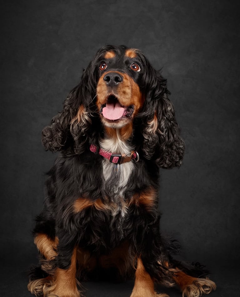 Black and tan English Cocker Spaniel with long wavy ears sitting against a dark background.