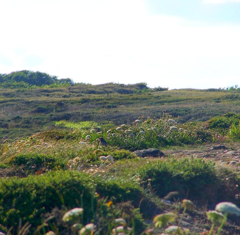 Habitats naturels littoraux à végétation rase