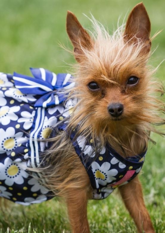 Perrita Yorkie vistiendo a la moda con un vestido floral, un moño muy coqueto, y un peinado único. 