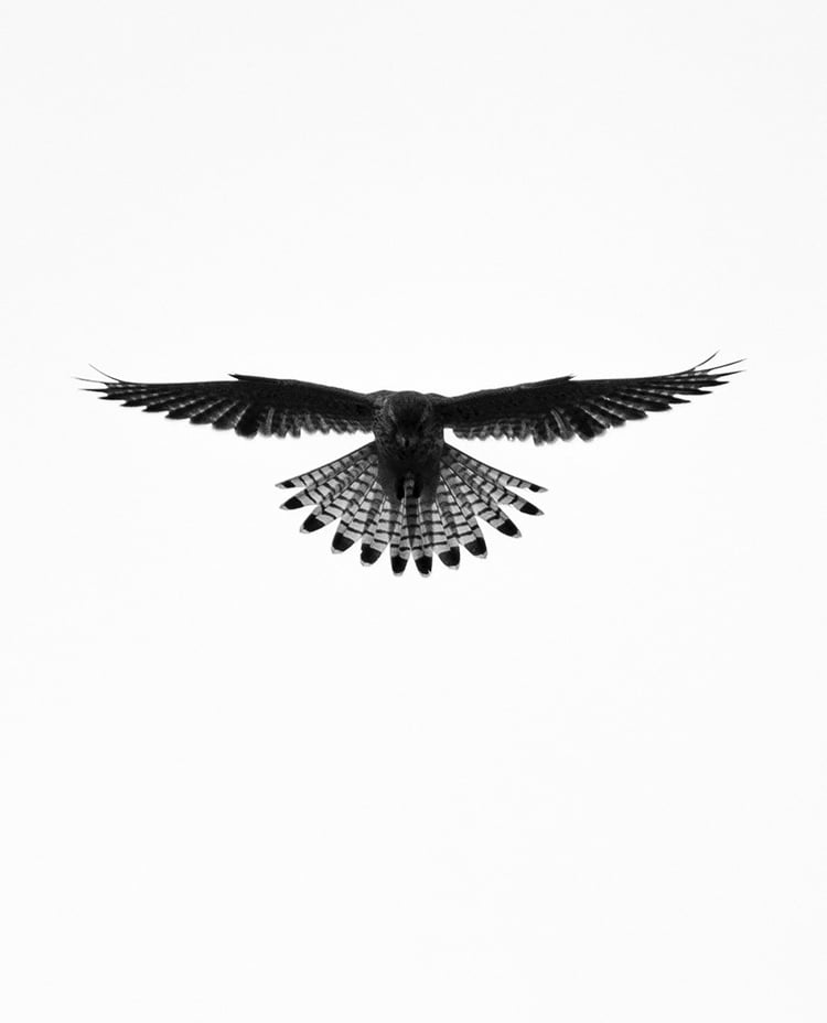 Greifvogel im Flug – Beispiel aus der Masterclass Tierfotografie Basel.