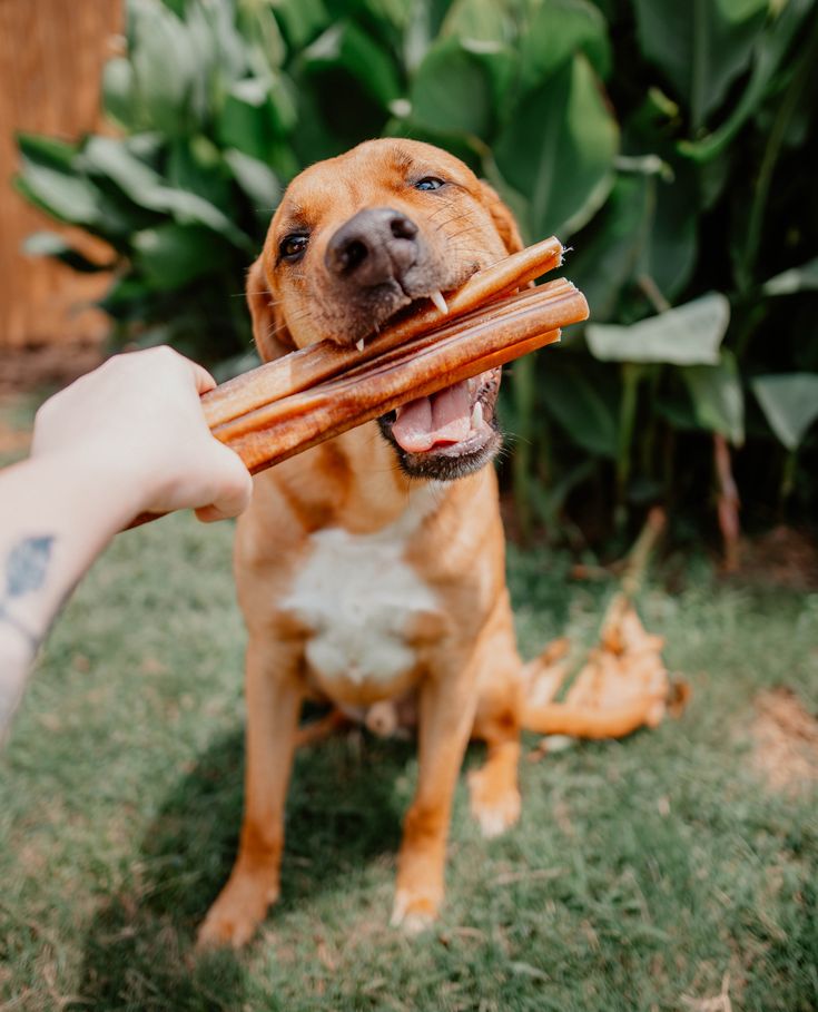 /dog-treats/bully-stick