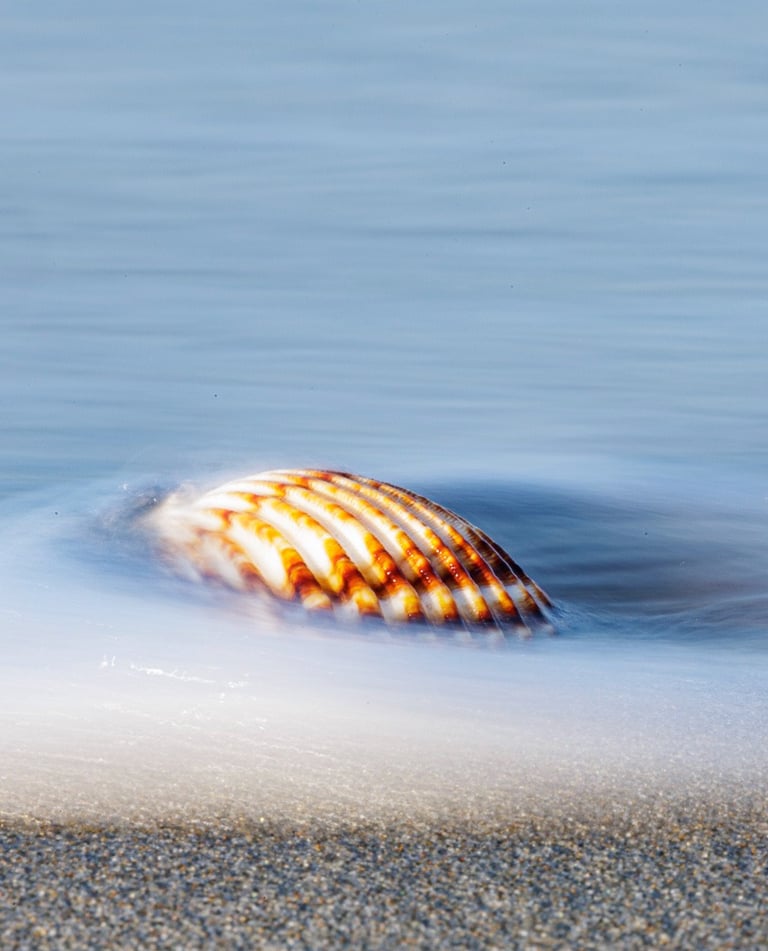 a shellfish in the ocean