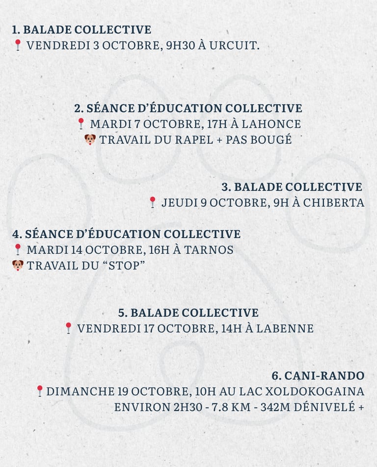 Activité chien