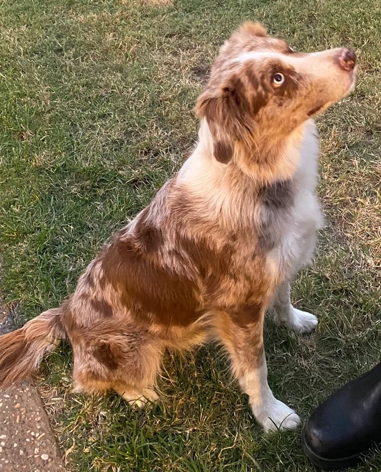 doggy love to owner 