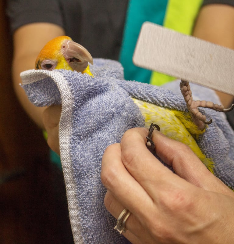 boarding and grooming at exoticmacawparrots.com