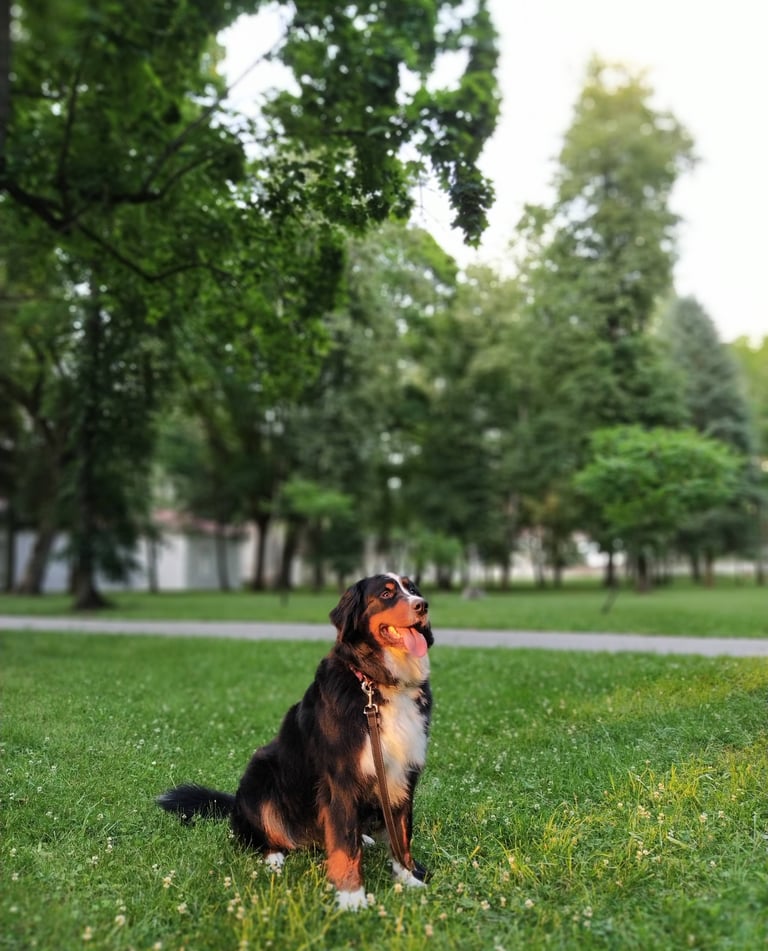 Berno zenenhundė Luna dresūroje