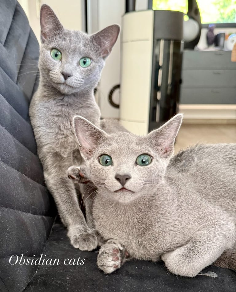 bleu russe femelle obsidian cats
