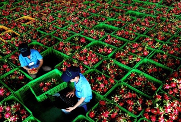 Checking dragon fruit 360°C