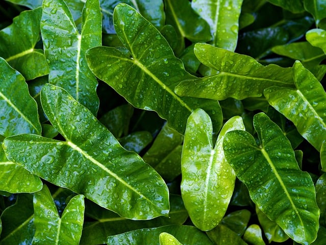 a close up of a plant with green leaves, philodendron