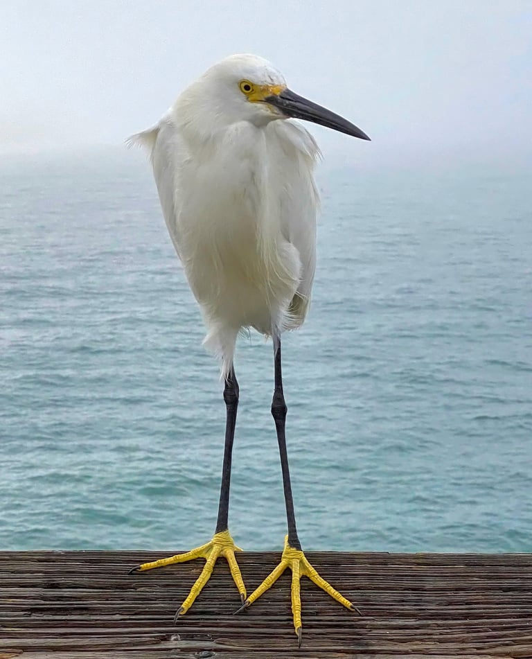 Snowy egret standing on a wooden pier in soft morning fog, bright yellow feet visible.