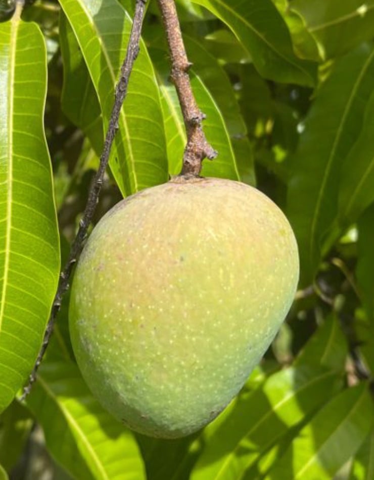 Alphonso Mango aka Haapus