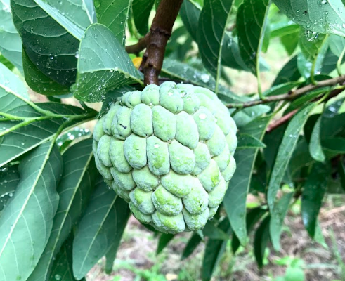 Custard apple fruit or Seetaphal