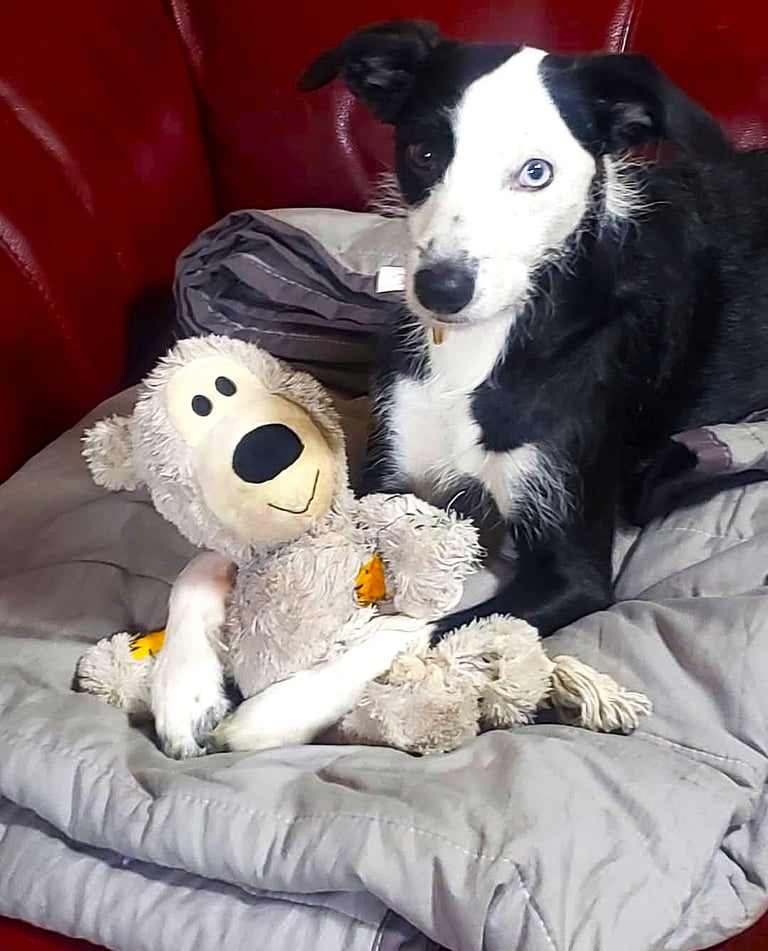 Jessdog sitting on a couch with a teddy bear at 3 years old