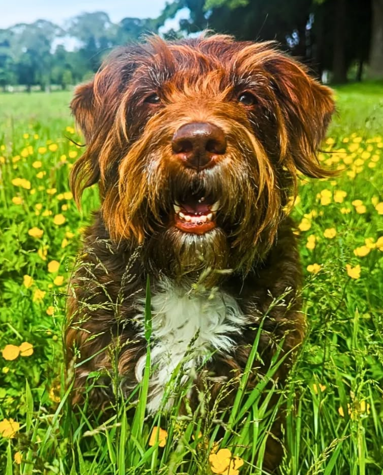 Hallie enjoying her group dog walk in Edinburgh