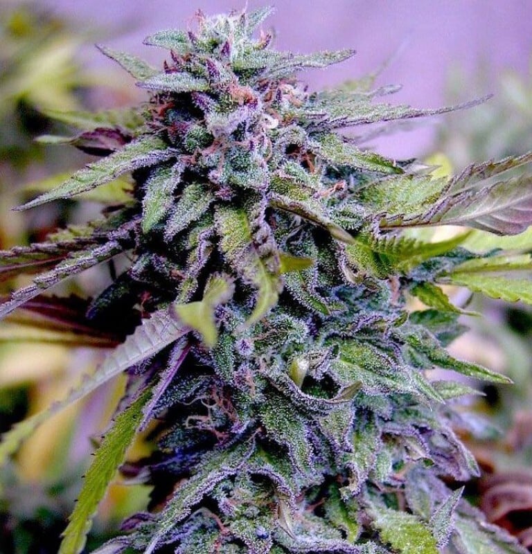 grand daddy purpler