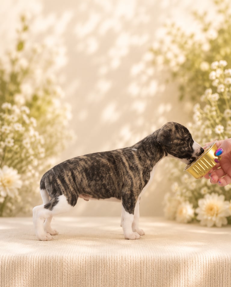 femelle whippet des rives de riss