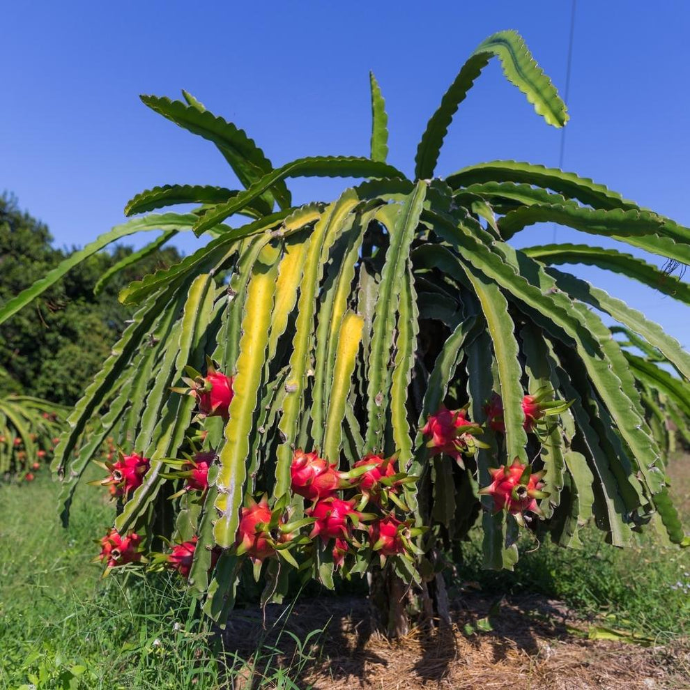 Dragon fruit Pitaya
