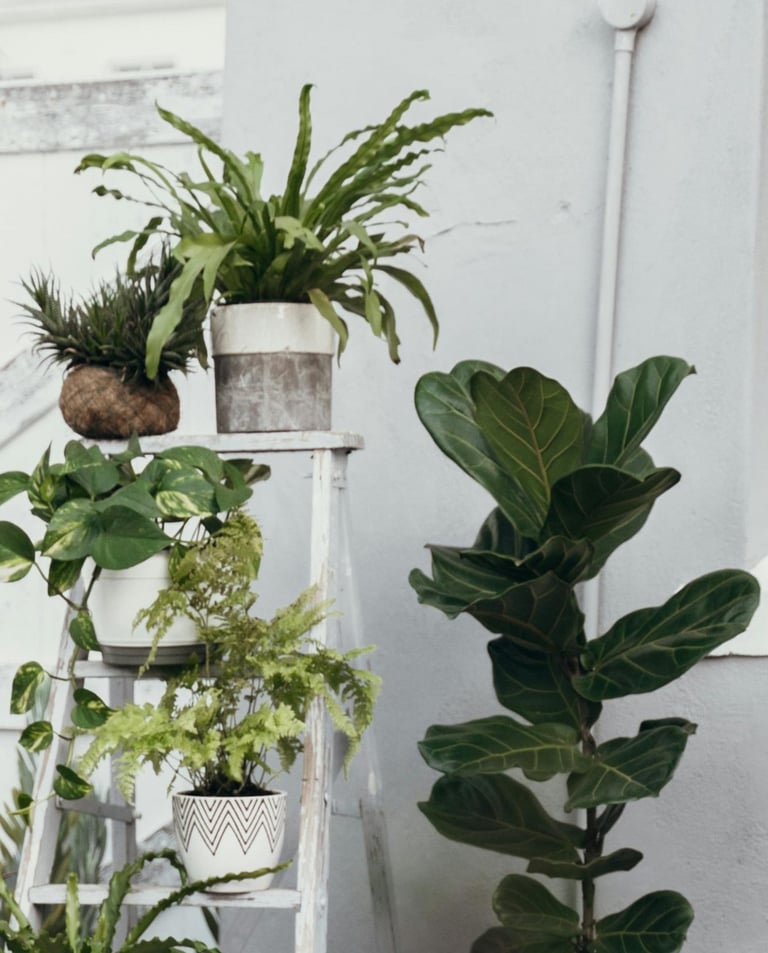 Fiddle Leaf Fig Tree with a bunch of other houseplants